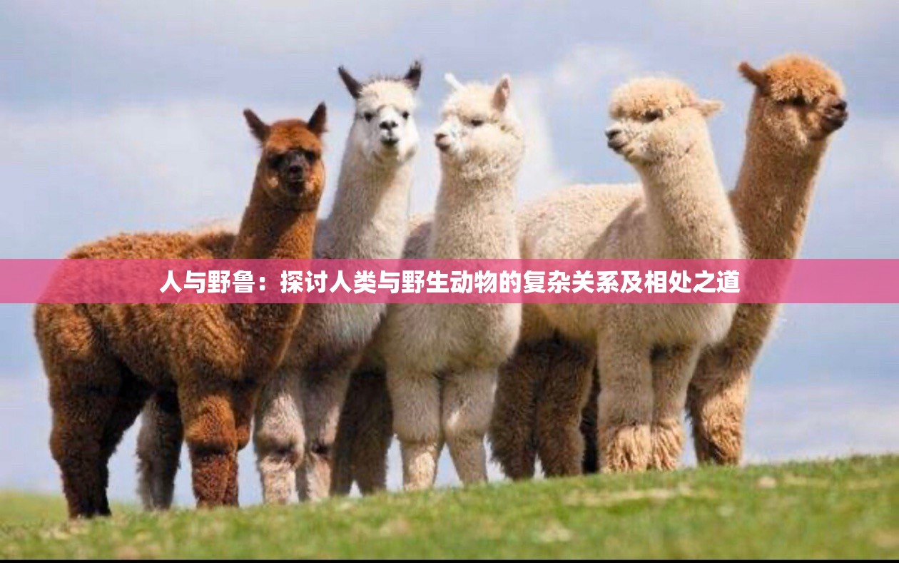 人与野鲁：探讨人类与野生动物的复杂关系及相处之道